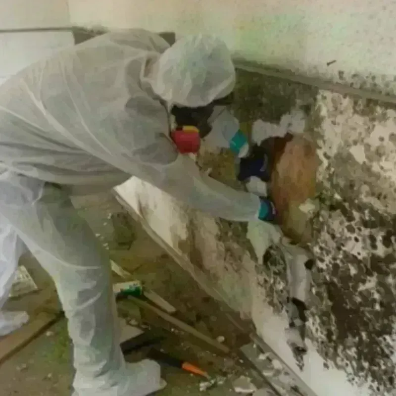 Best Mold Remediation and Removal Service in Los Angeles, CA